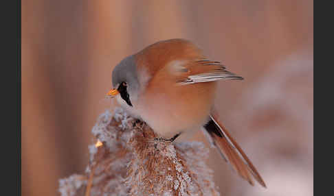 Bartmeise (Panurus biarmicus)