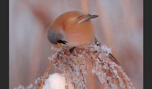 Bartmeise (Panurus biarmicus)