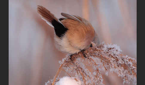 Bartmeise (Panurus biarmicus)