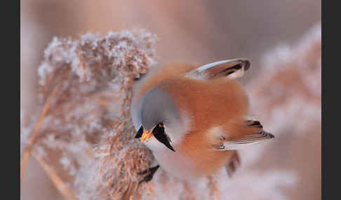 Bartmeise (Panurus biarmicus)