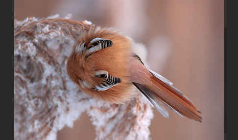 Bartmeise (Panurus biarmicus)