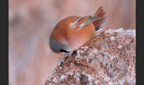 Bartmeise (Panurus biarmicus)