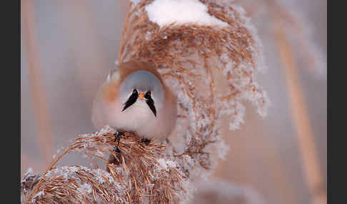 Bartmeise (Panurus biarmicus)