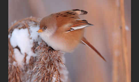 Bartmeise (Panurus biarmicus)