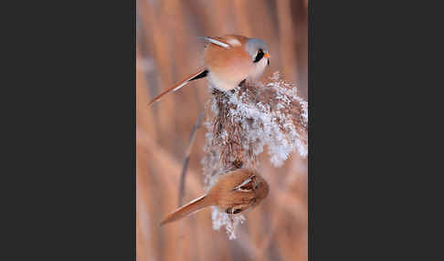 Bartmeise (Panurus biarmicus)