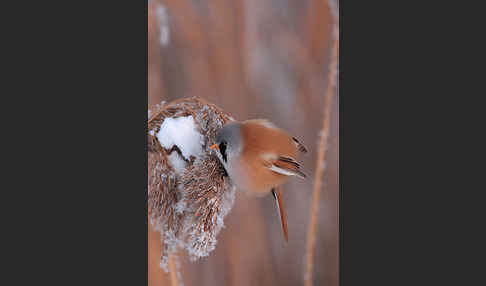 Bartmeise (Panurus biarmicus)