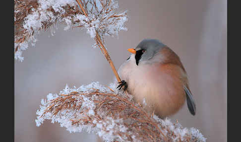 Bartmeise (Panurus biarmicus)