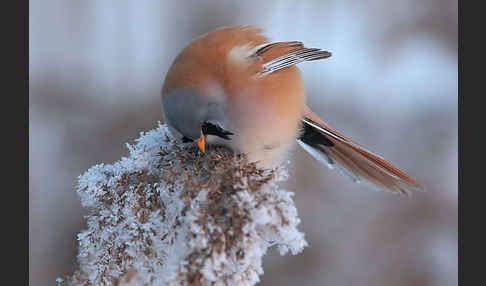 Bartmeise (Panurus biarmicus)