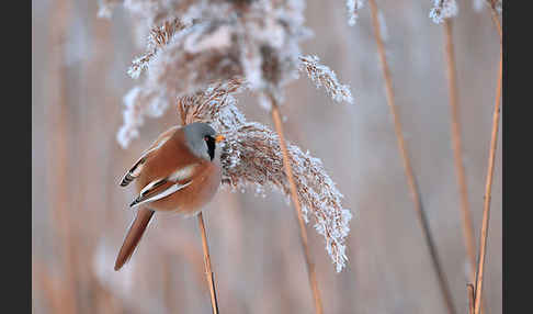 Bartmeise (Panurus biarmicus)