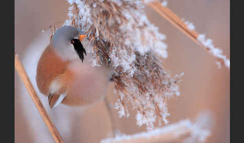 Bartmeise (Panurus biarmicus)