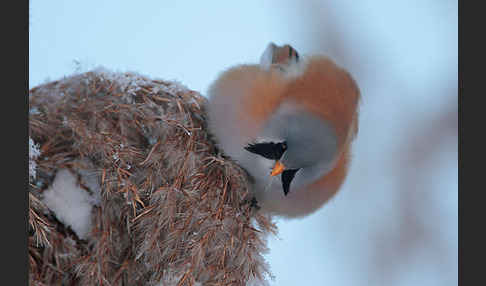 Bartmeise (Panurus biarmicus)