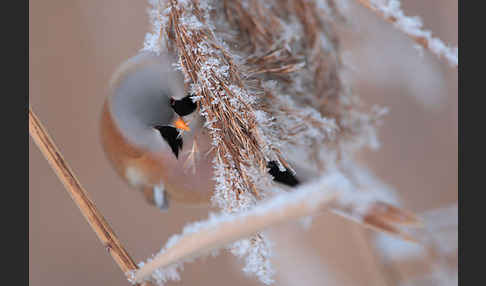 Bartmeise (Panurus biarmicus)