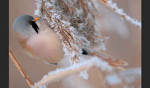 Bartmeise (Panurus biarmicus)