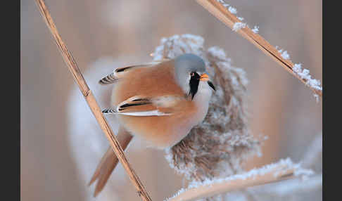 Bartmeise (Panurus biarmicus)