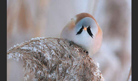 Bartmeise (Panurus biarmicus)