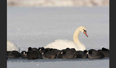 Höckerschwan (Cygnus olor)