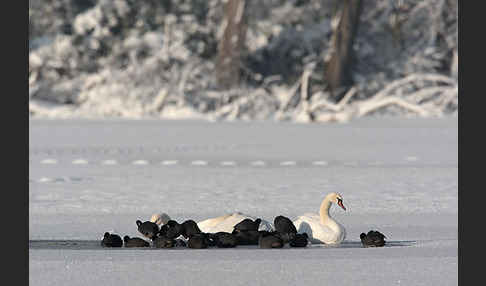 Höckerschwan (Cygnus olor)