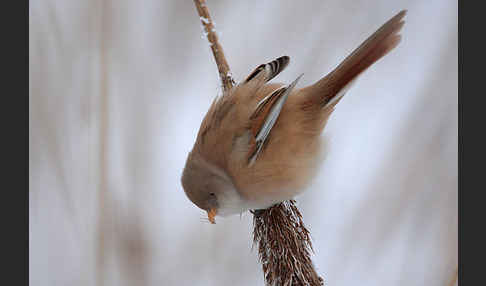 Bartmeise (Panurus biarmicus)