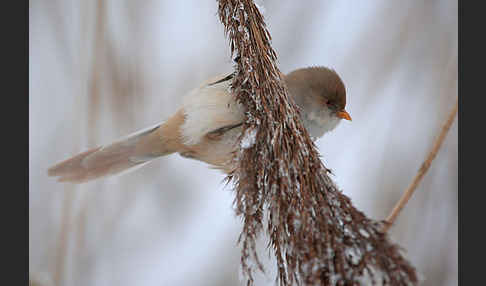 Bartmeise (Panurus biarmicus)