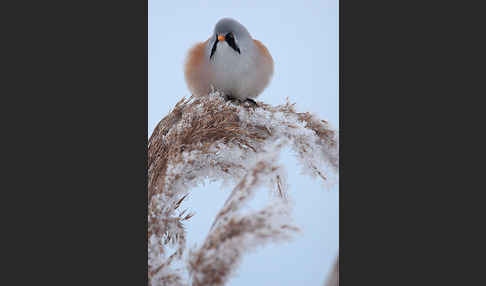 Bartmeise (Panurus biarmicus)