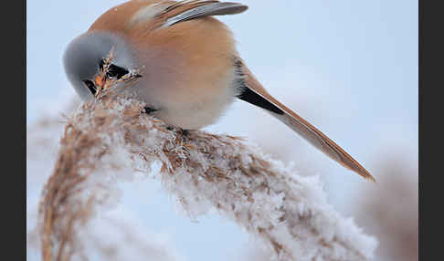 Bartmeise (Panurus biarmicus)