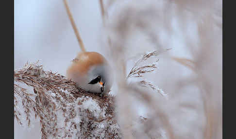 Bartmeise (Panurus biarmicus)