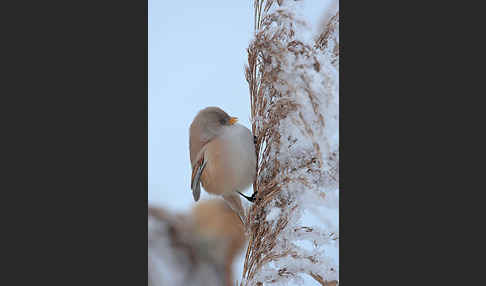 Bartmeise (Panurus biarmicus)