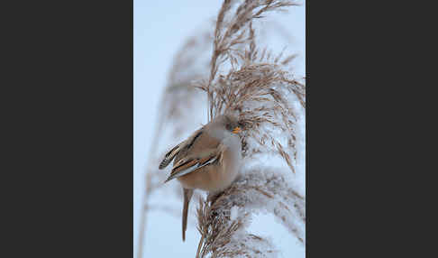 Bartmeise (Panurus biarmicus)