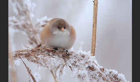 Bartmeise (Panurus biarmicus)