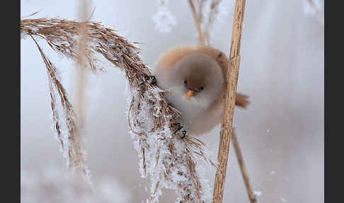 Bartmeise (Panurus biarmicus)