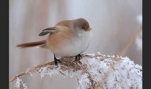 Bartmeise (Panurus biarmicus)