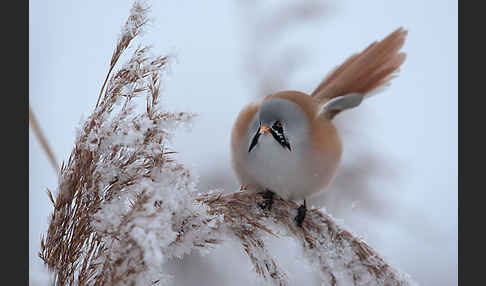 Bartmeise (Panurus biarmicus)