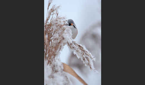 Bartmeise (Panurus biarmicus)