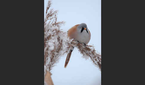 Bartmeise (Panurus biarmicus)