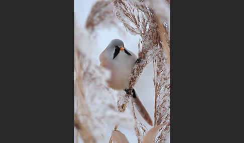 Bartmeise (Panurus biarmicus)