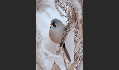 Bartmeise (Panurus biarmicus)