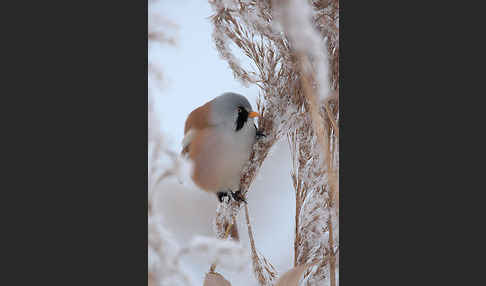 Bartmeise (Panurus biarmicus)