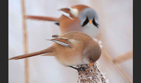 Bartmeise (Panurus biarmicus)