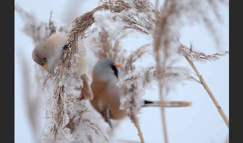 Bartmeise (Panurus biarmicus)