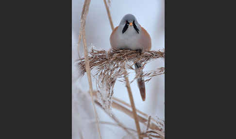 Bartmeise (Panurus biarmicus)