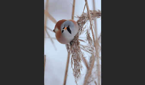 Bartmeise (Panurus biarmicus)