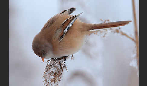 Bartmeise (Panurus biarmicus)