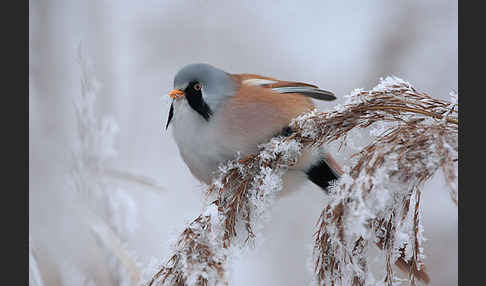 Bartmeise (Panurus biarmicus)