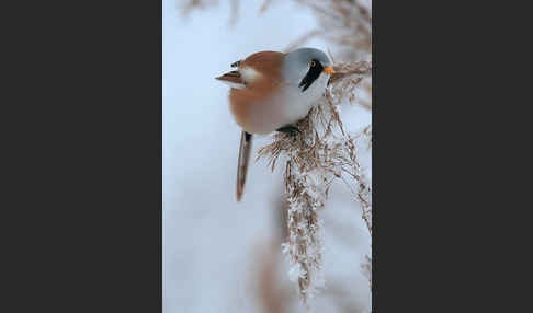 Bartmeise (Panurus biarmicus)