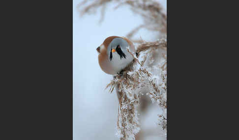 Bartmeise (Panurus biarmicus)