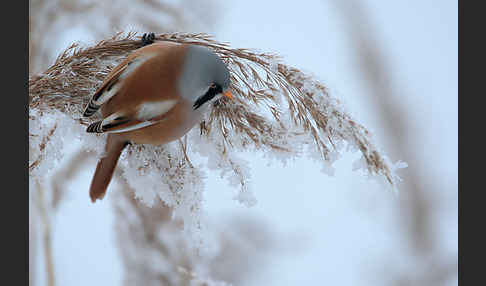 Bartmeise (Panurus biarmicus)