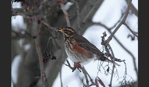 Rotdrossel (Turdus iliacus)