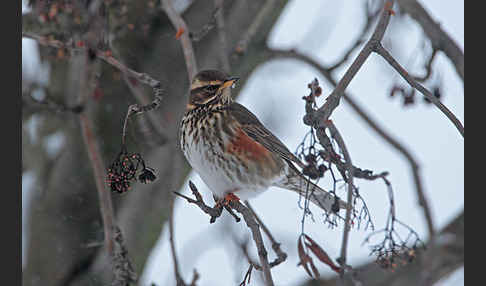 Rotdrossel (Turdus iliacus)