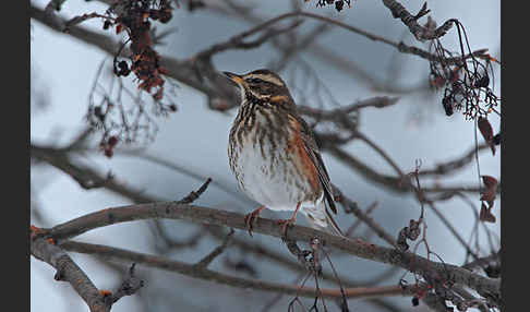 Rotdrossel (Turdus iliacus)