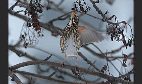 Rotdrossel (Turdus iliacus)